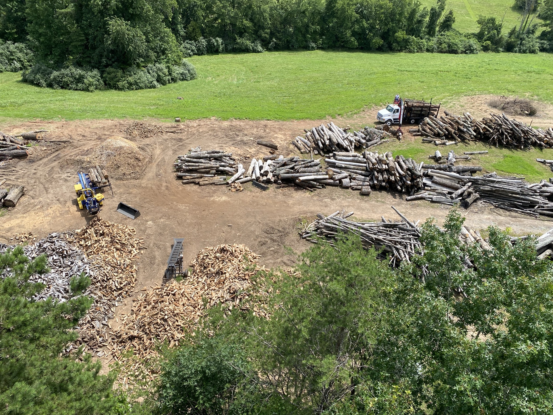 Professional tree service work