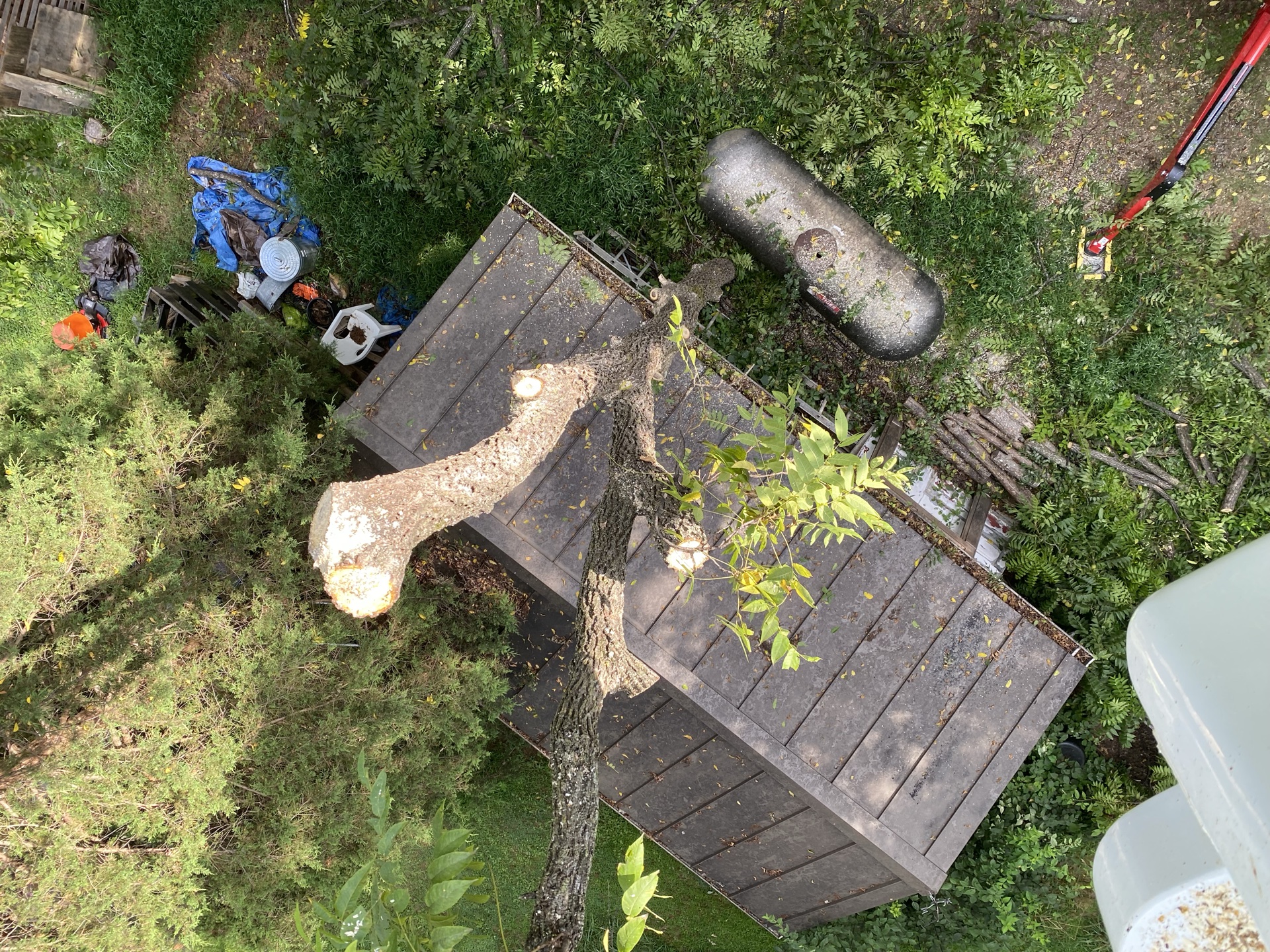 Professional tree service work