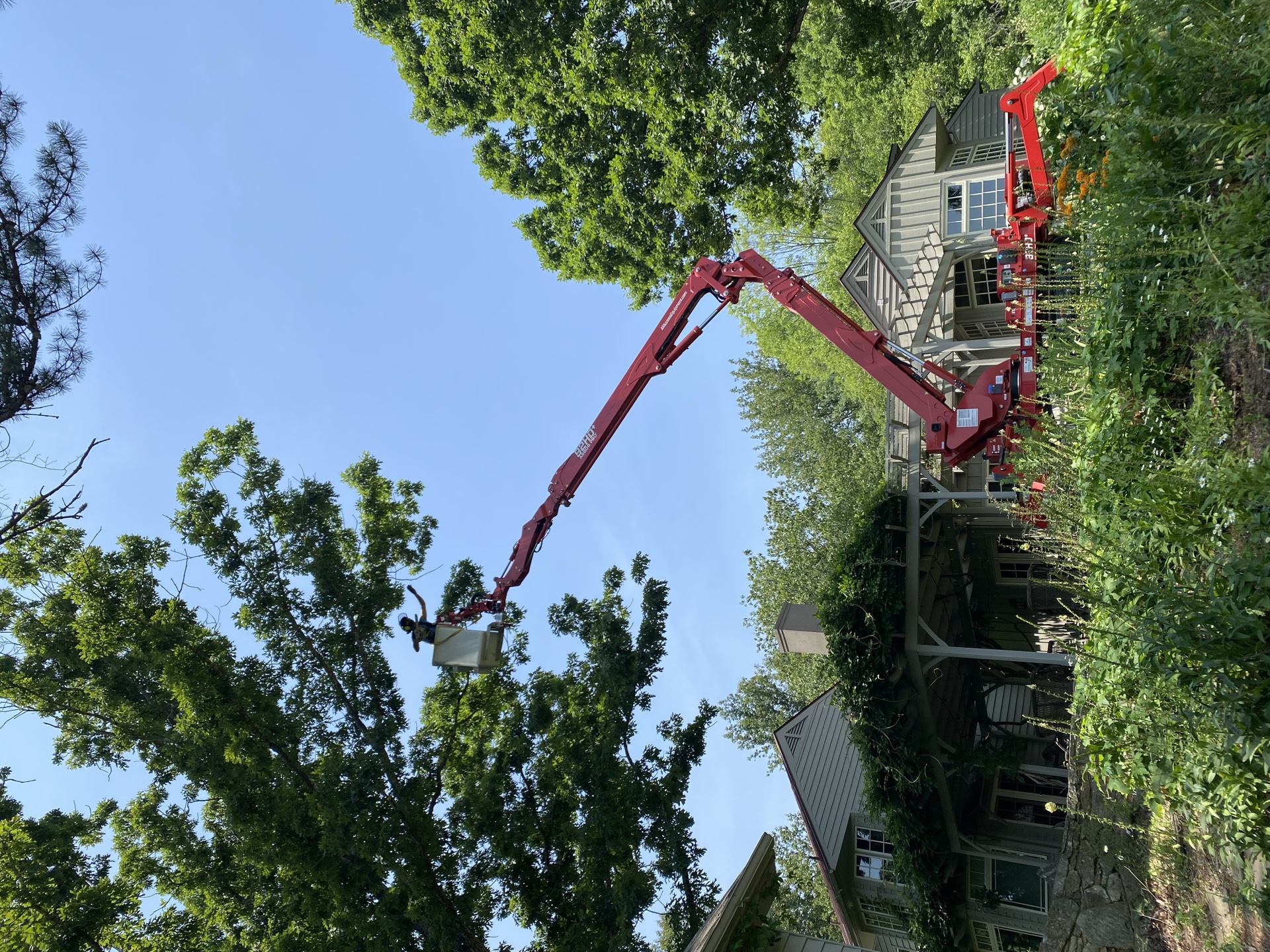 Professional tree service work