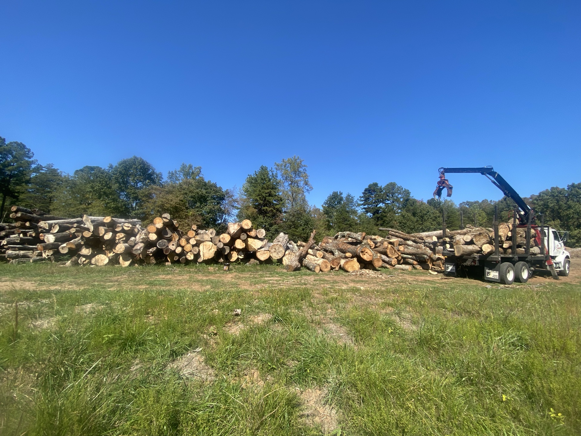 Professional tree service work