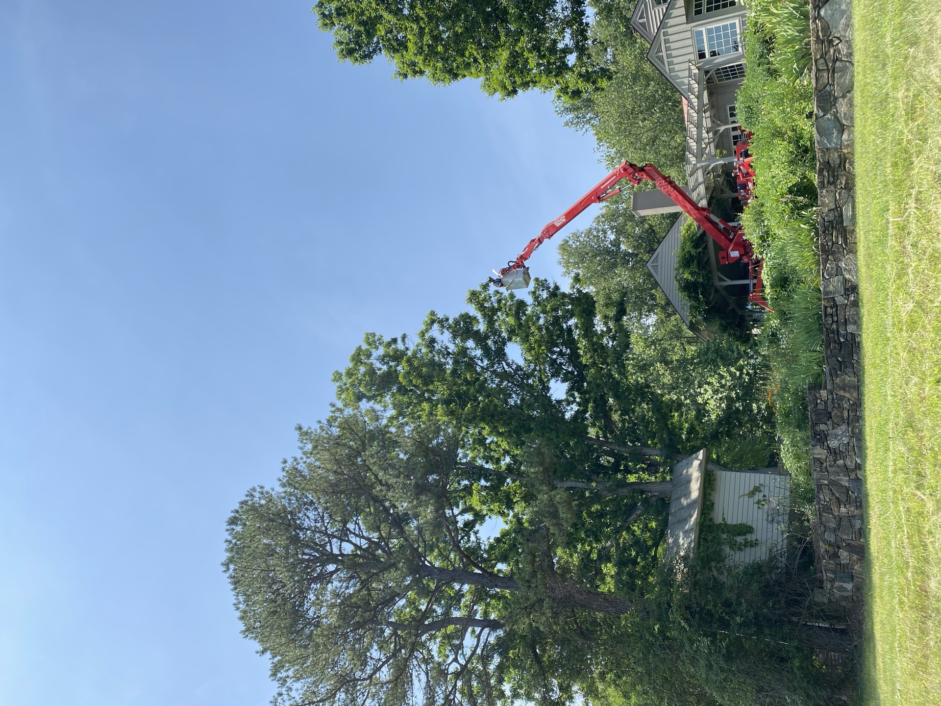 Large tree removal