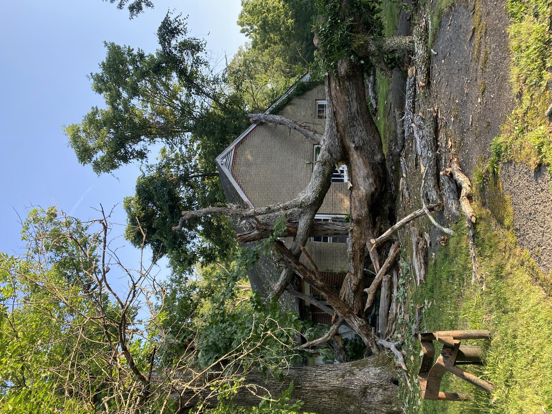 Professional tree service work