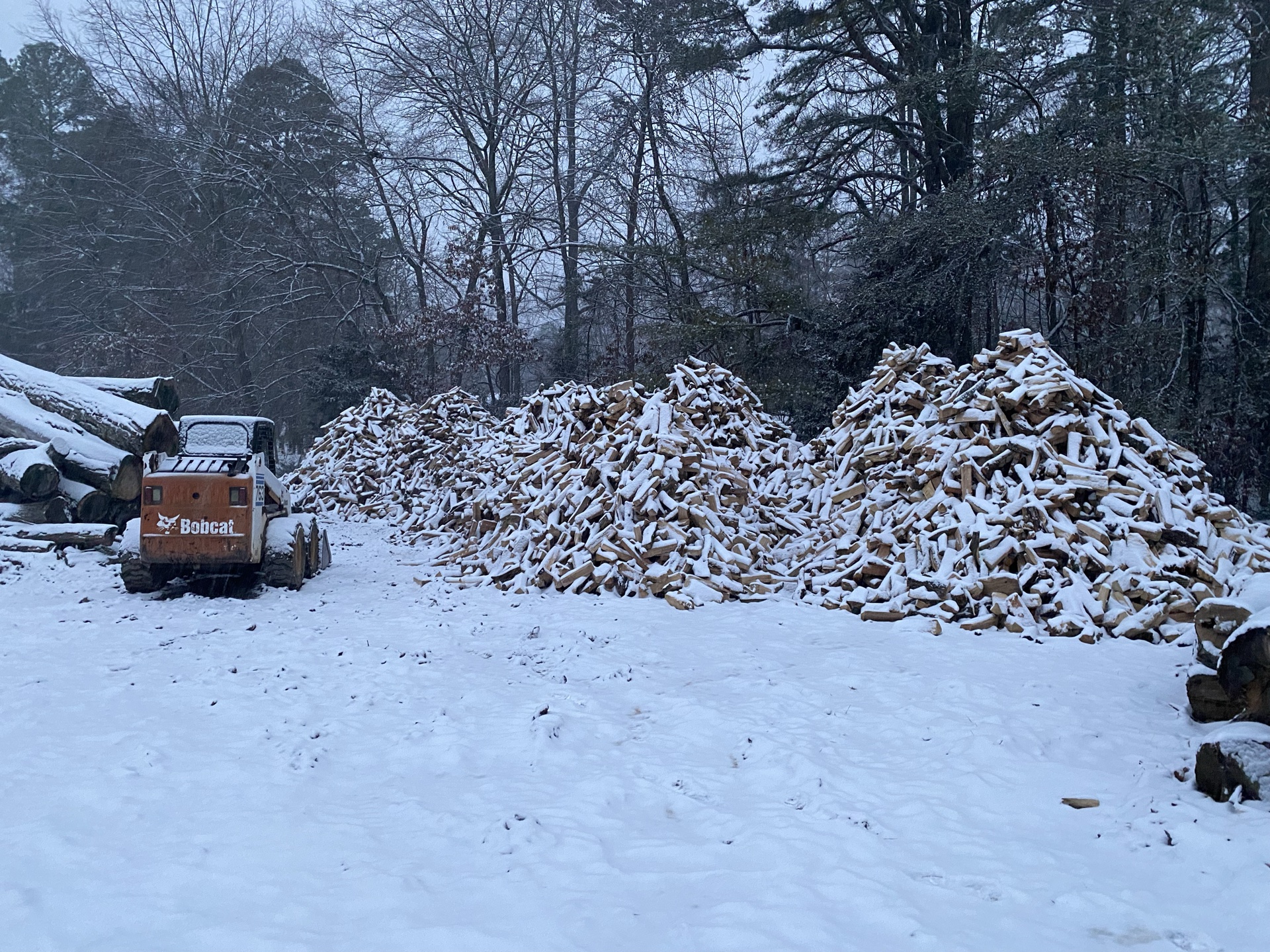 Professional tree service work