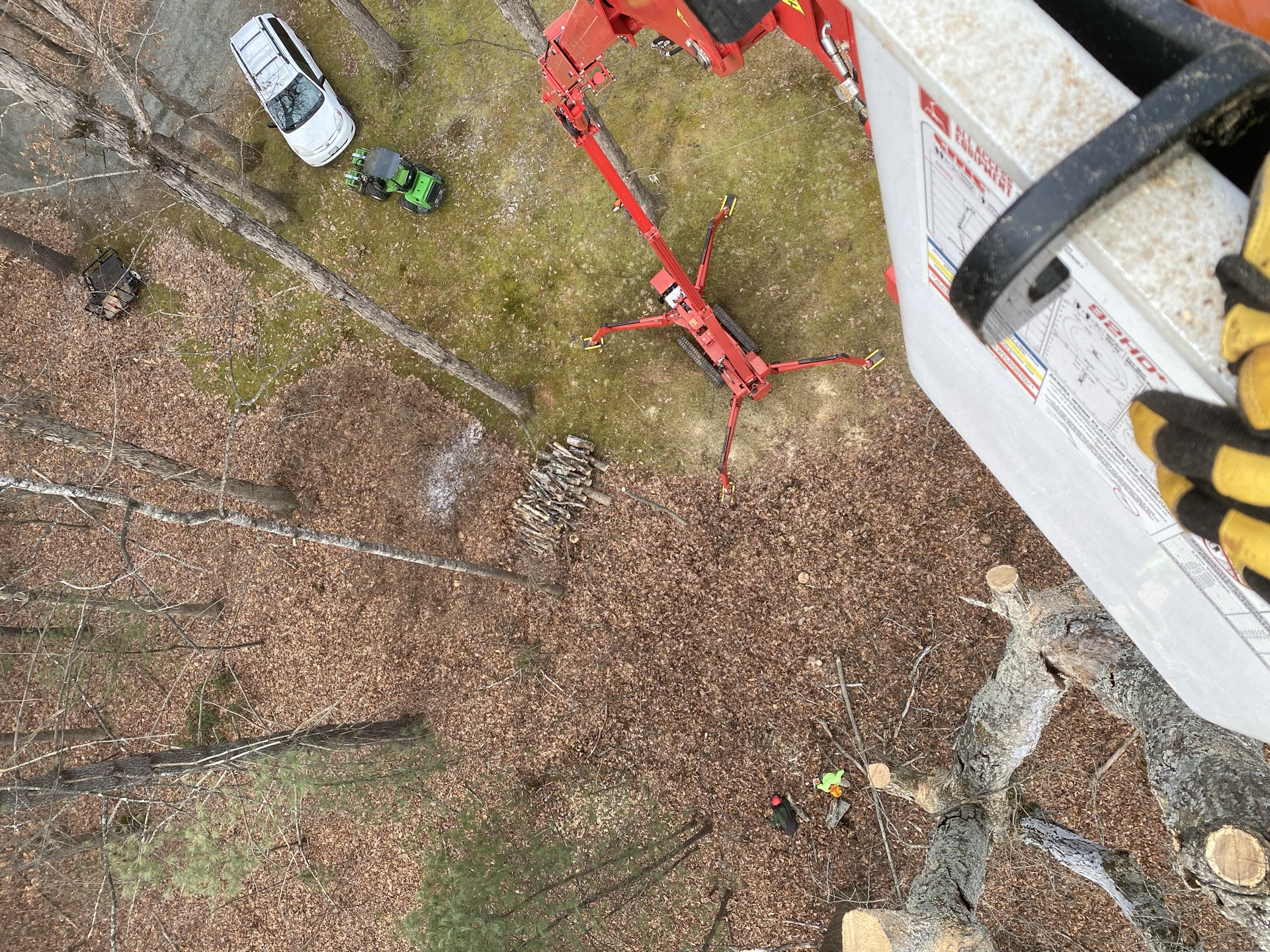 Tree removal and cleanup
