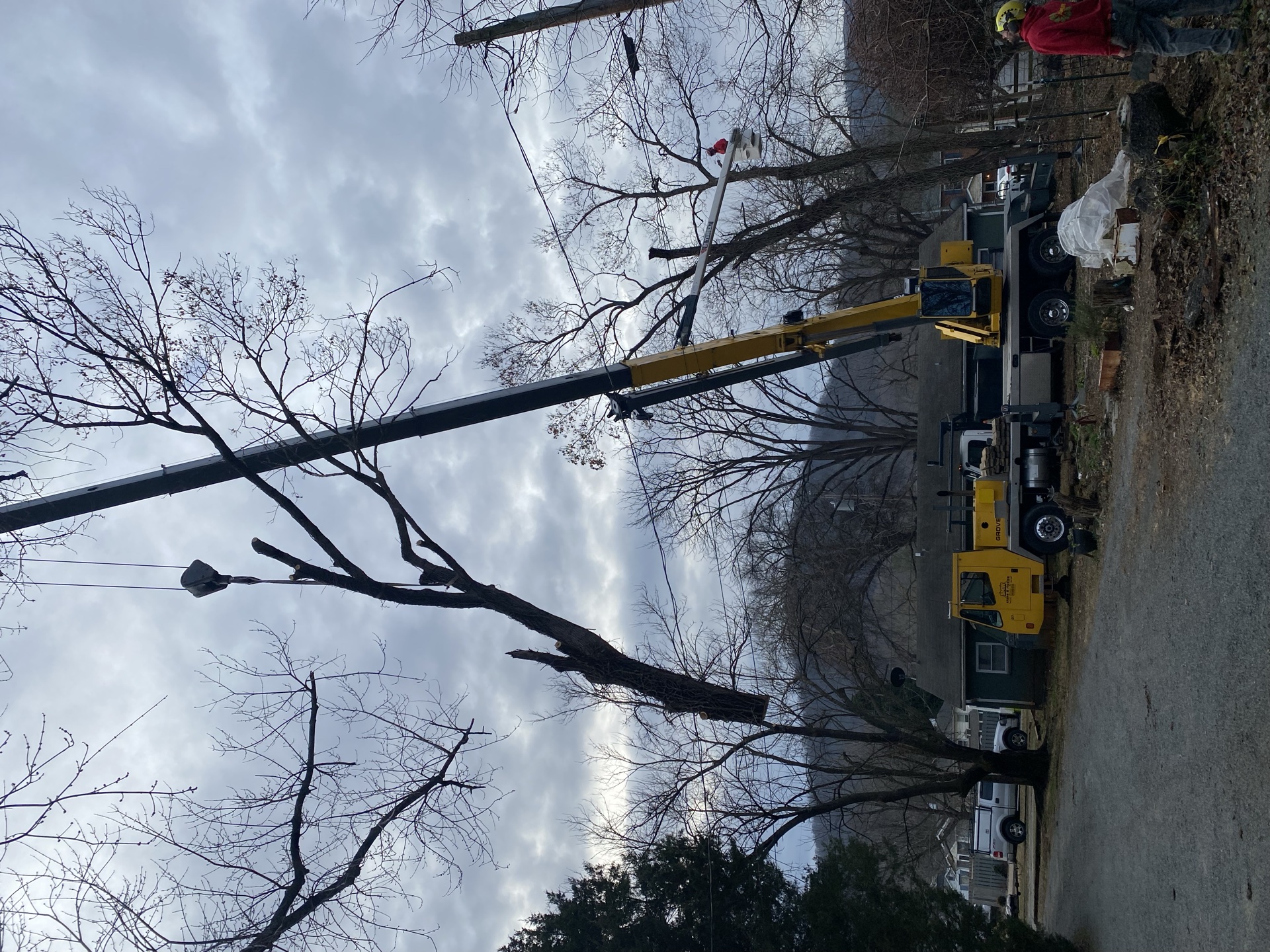Professional tree service work