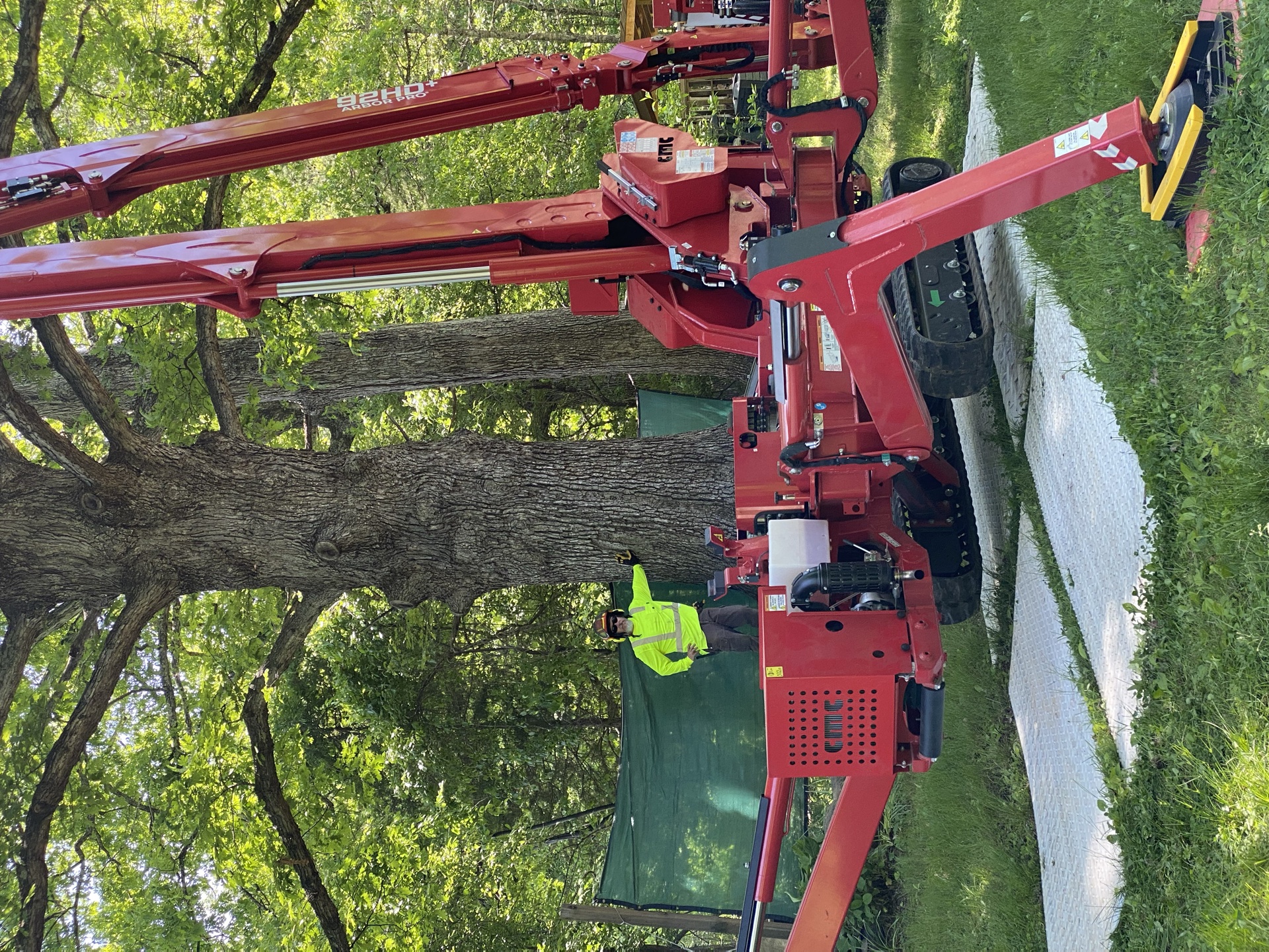 Professional tree service work