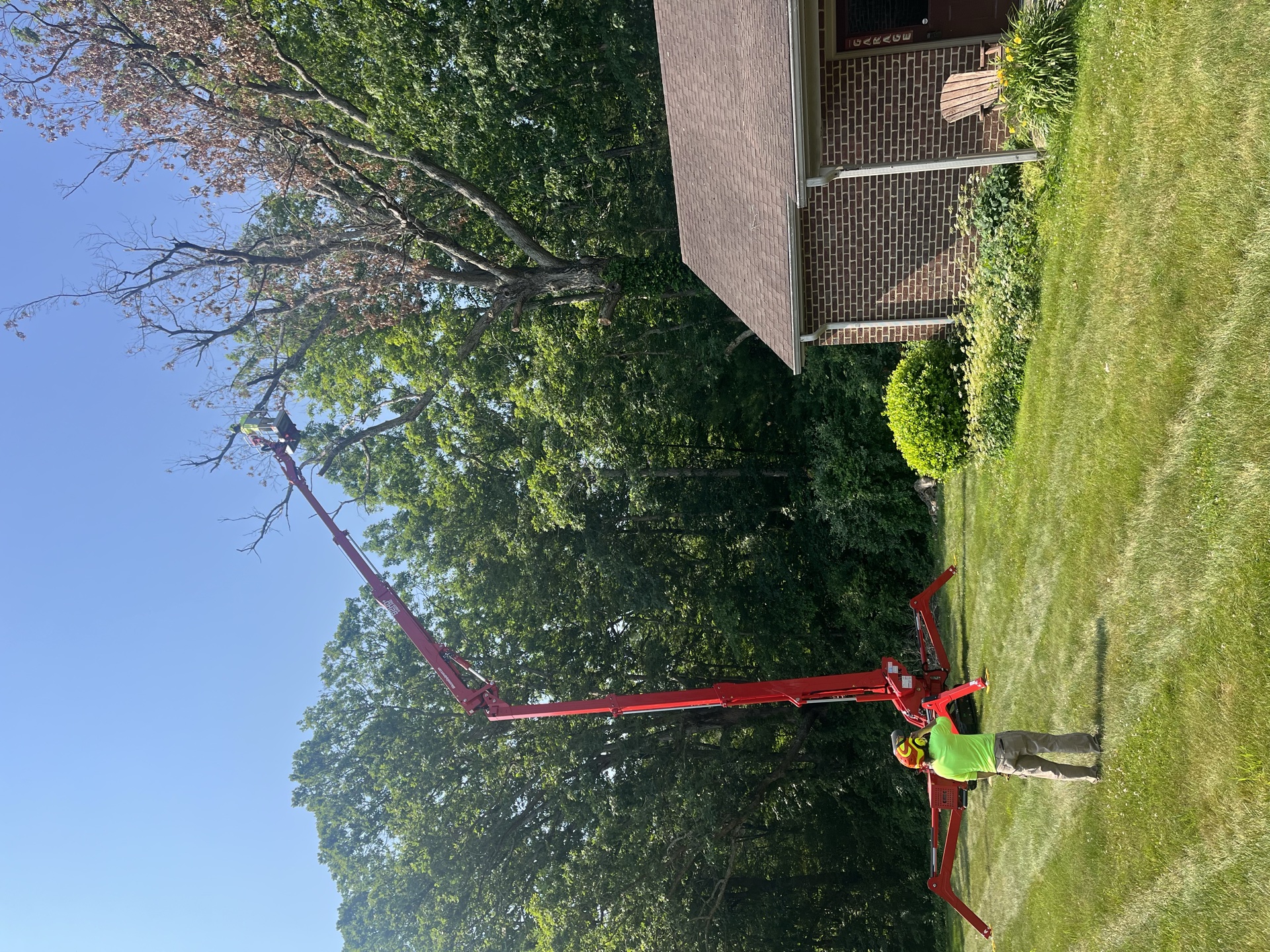 Professional tree service work