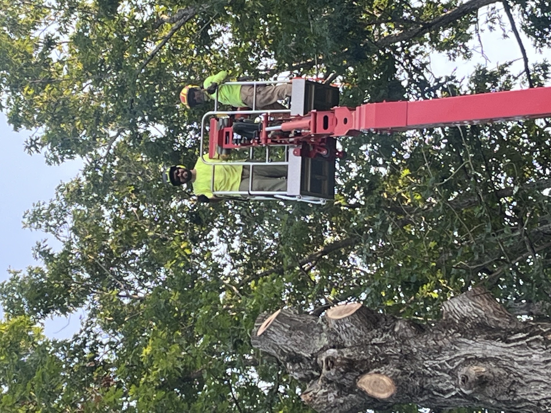 Professional tree service work