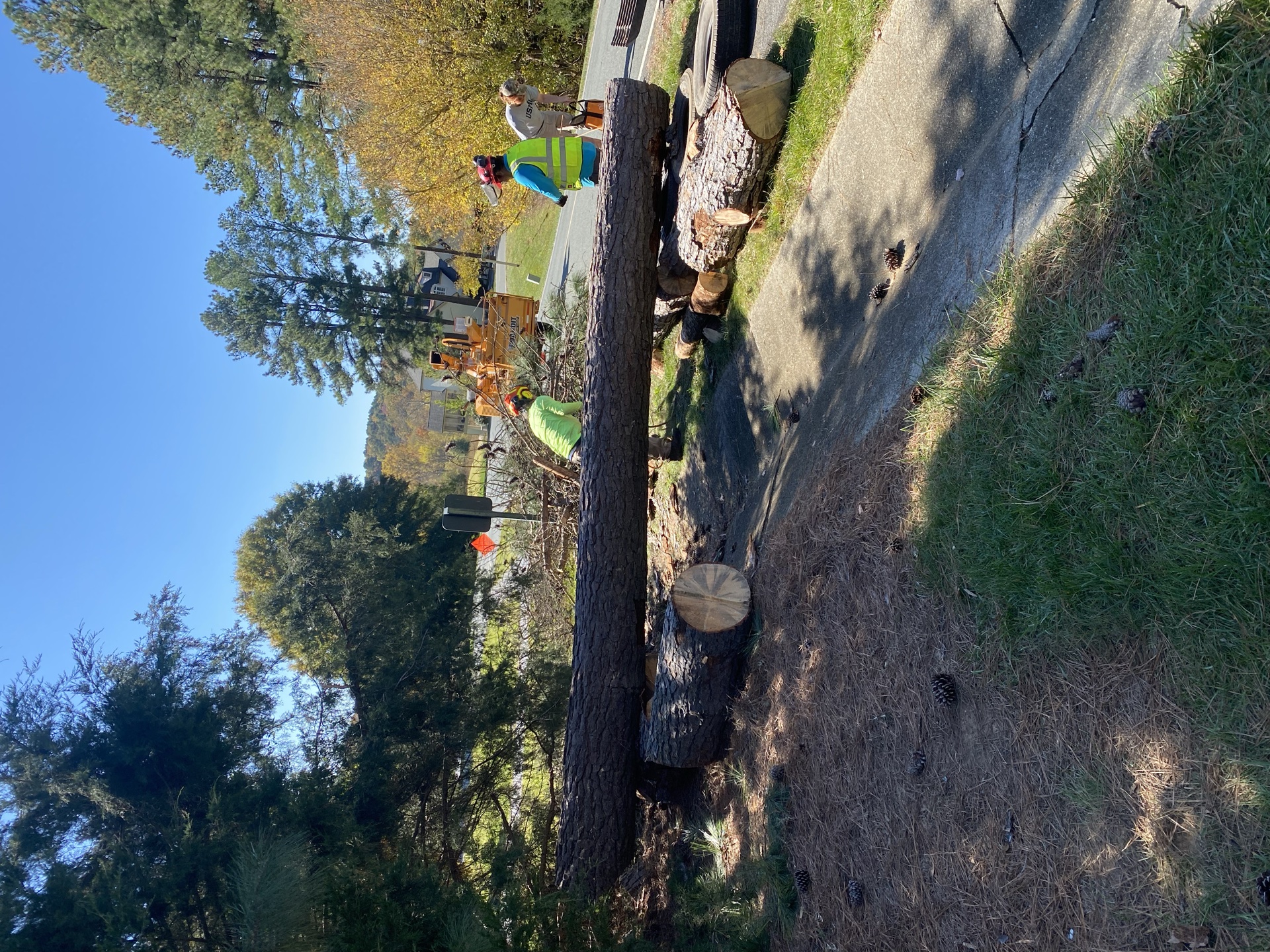 Professional tree service work