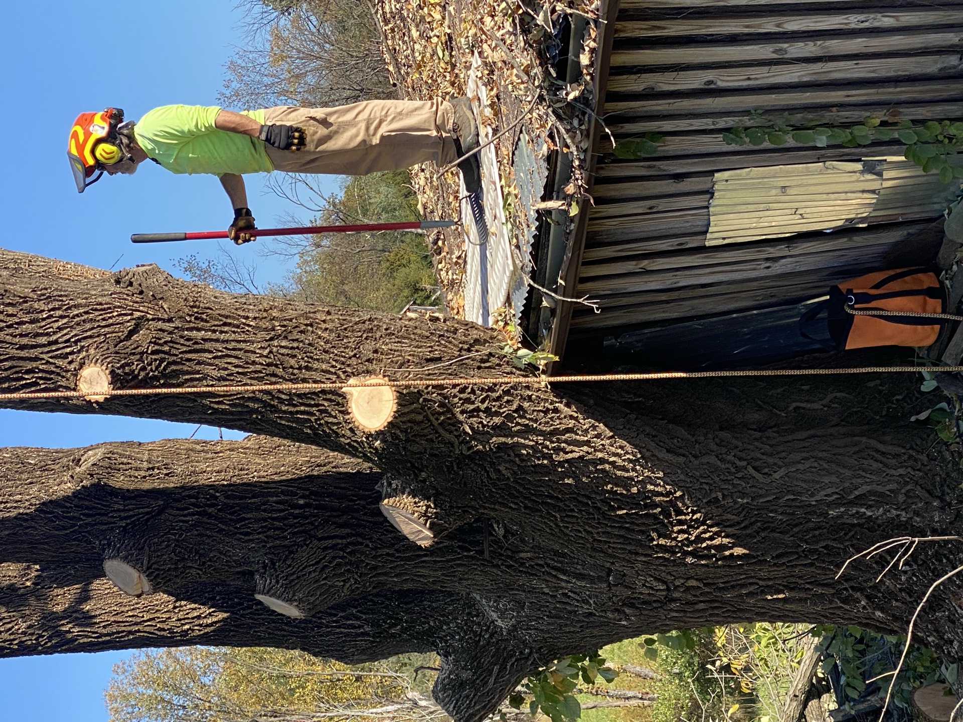 Professional tree service work