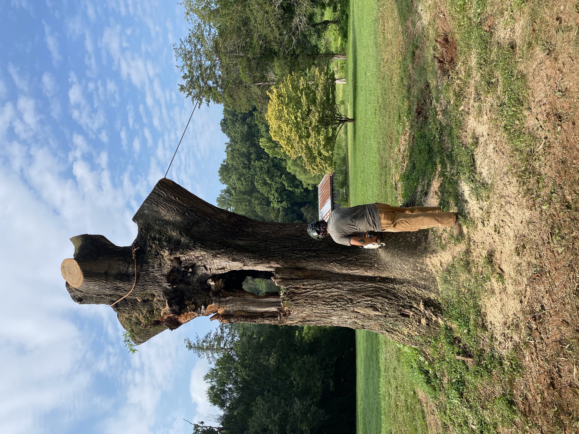 Professional tree service work