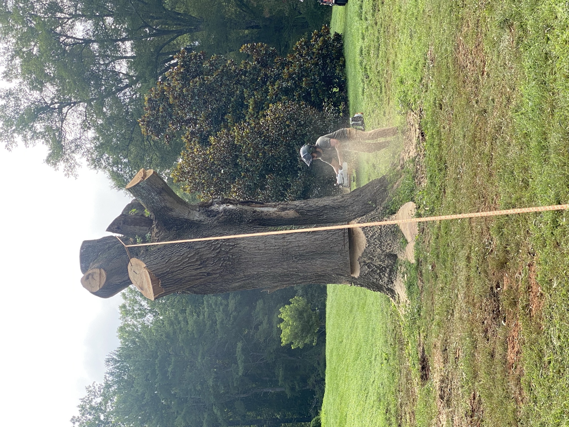 Professional tree service work