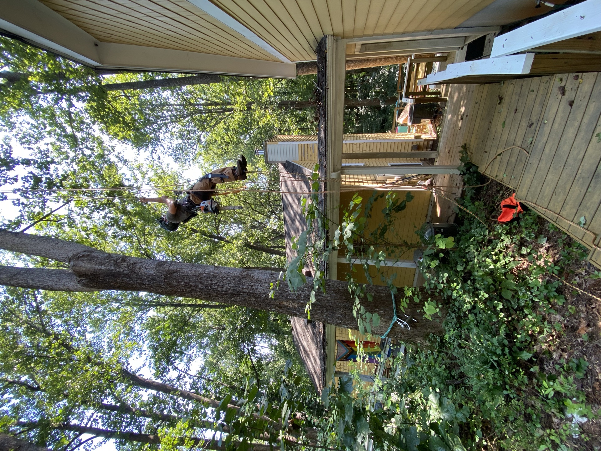 Tree removal and cleanup