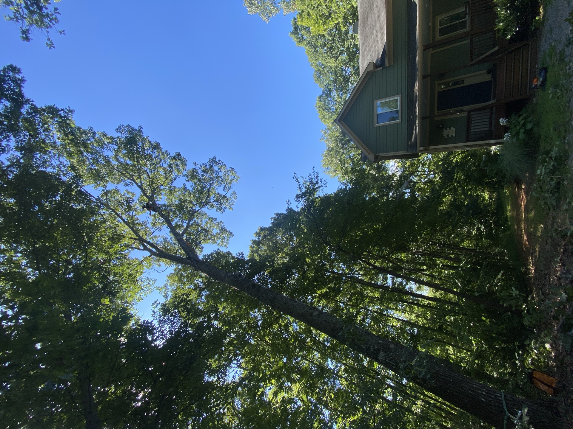 Professional tree service work