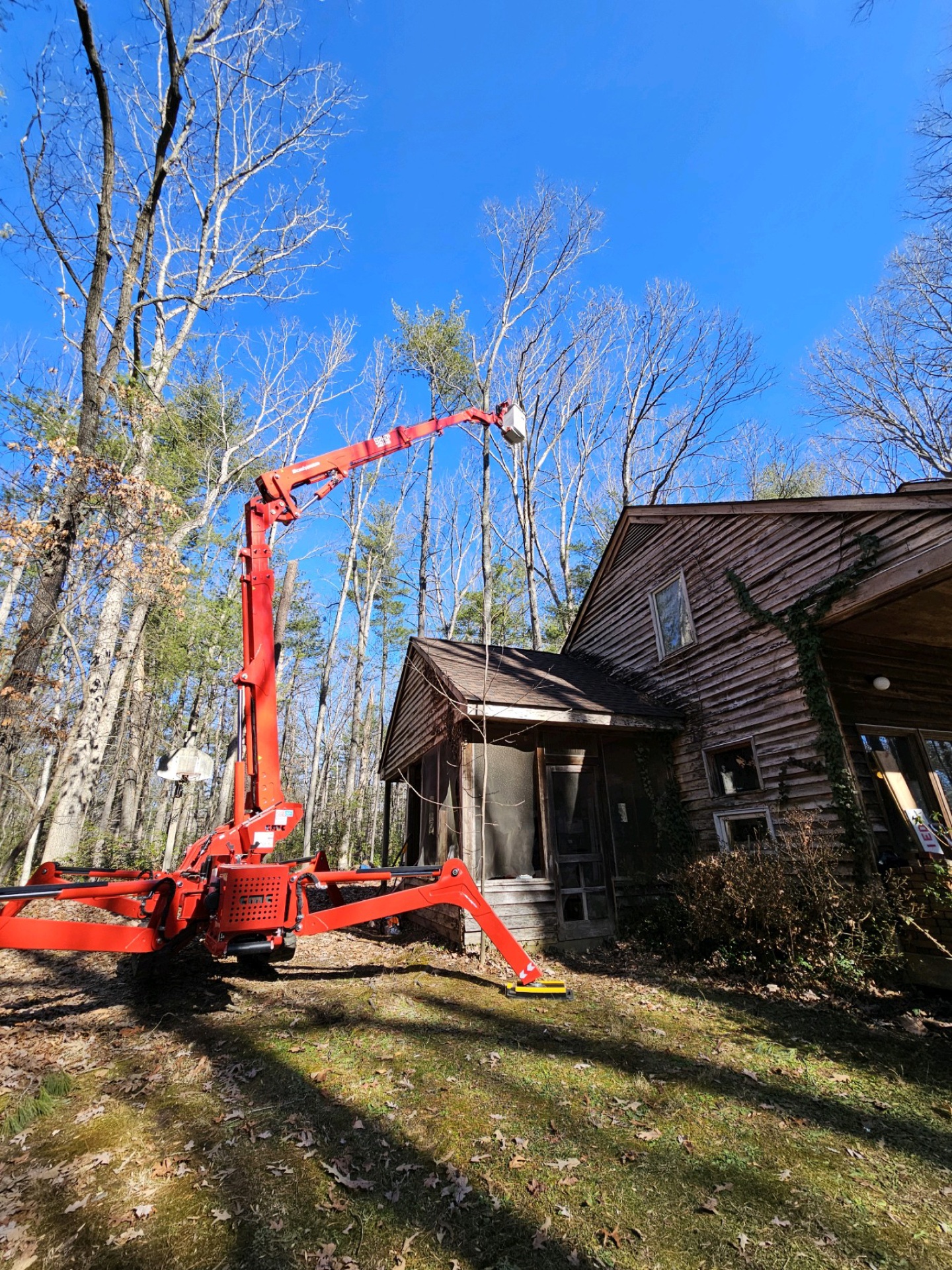 Professional tree service work