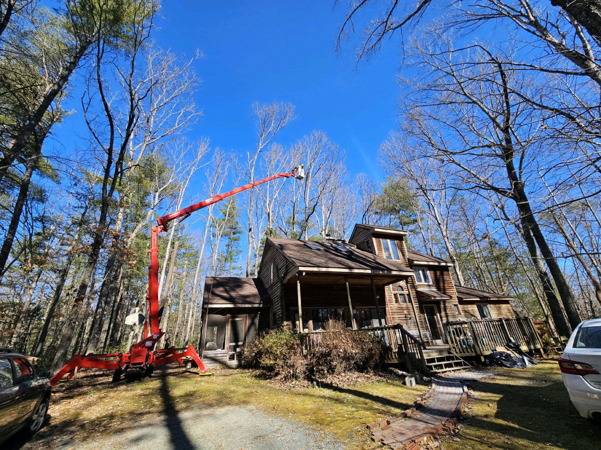 Professional tree care