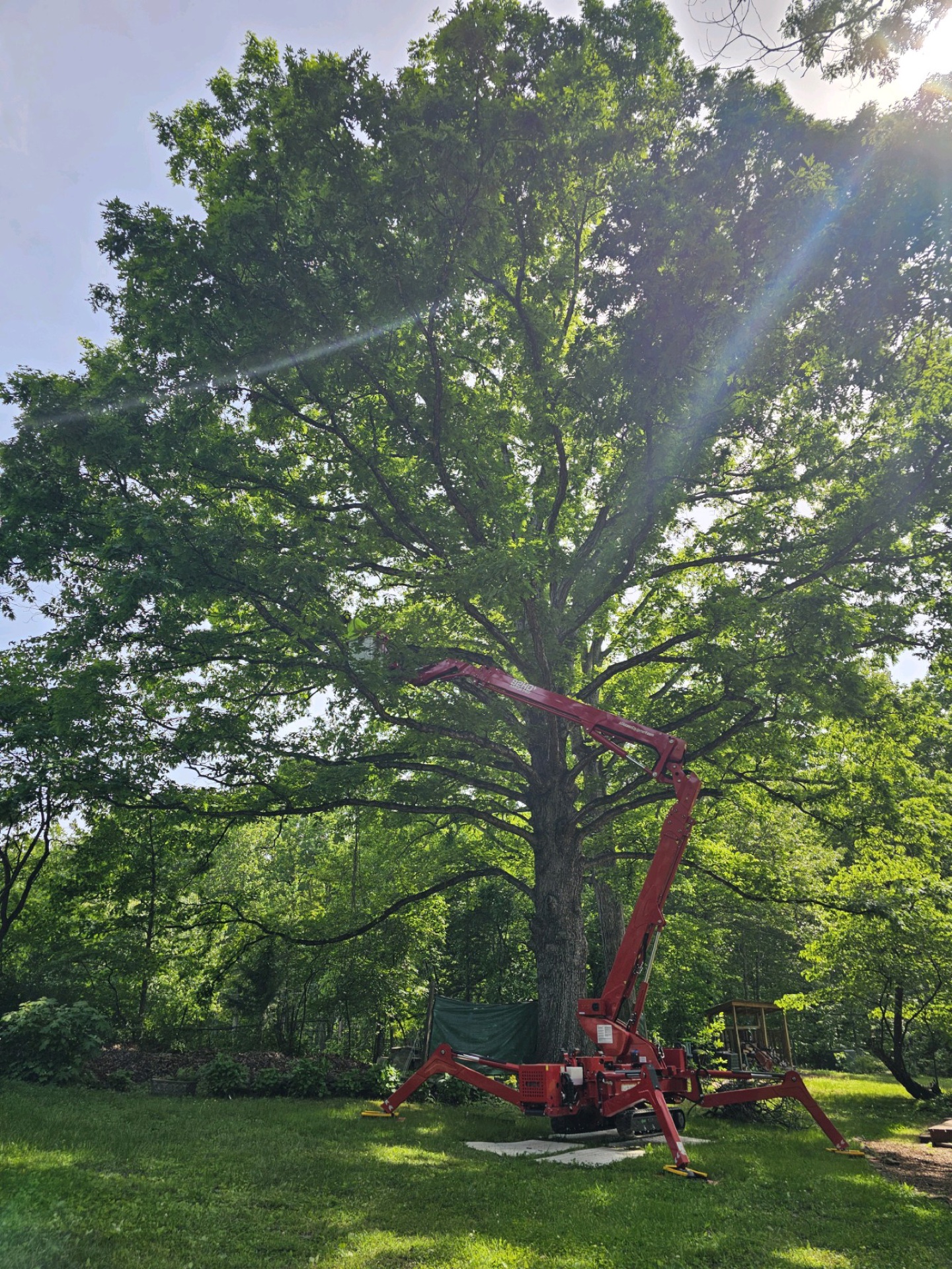 Professional tree service work