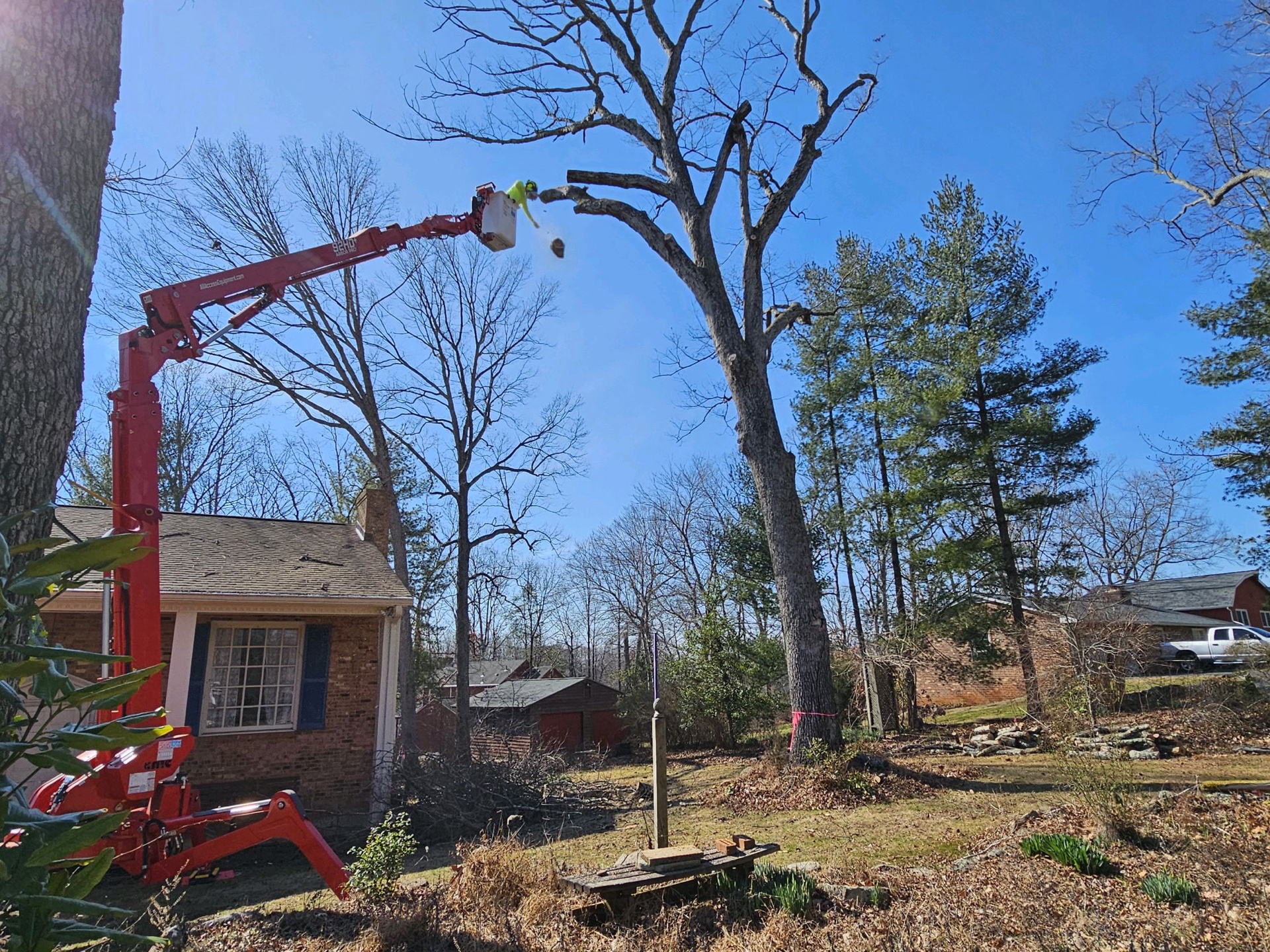 Professional tree service