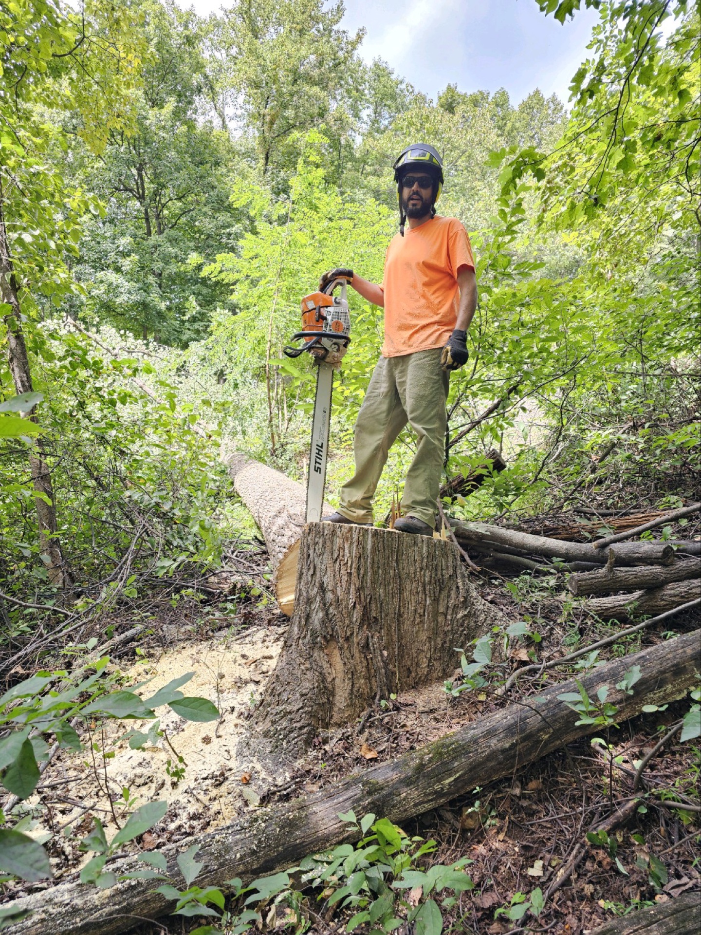 Professional tree service work