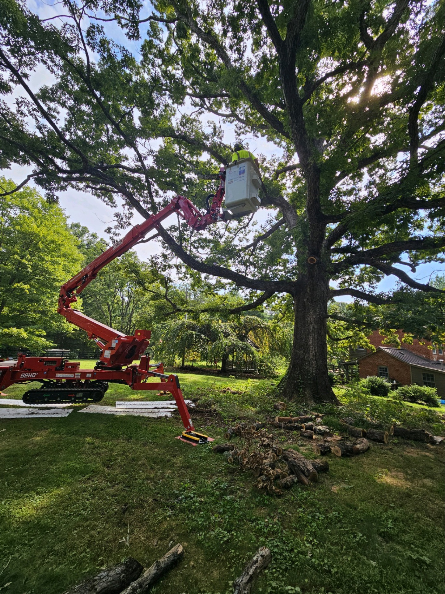 Professional tree service work