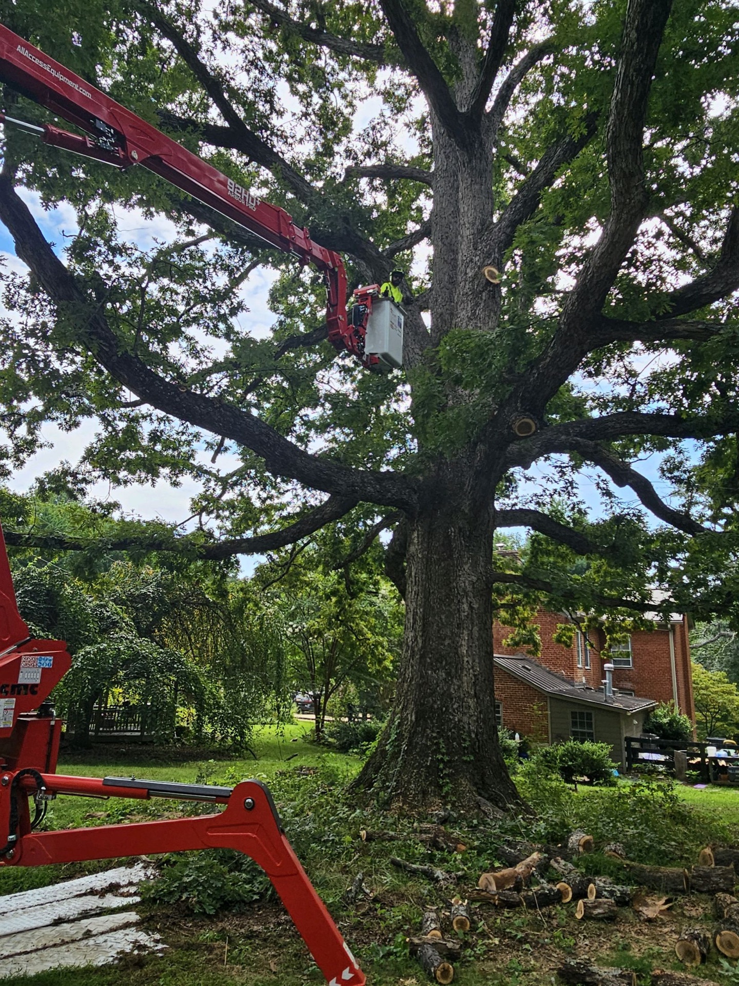 Professional tree service work