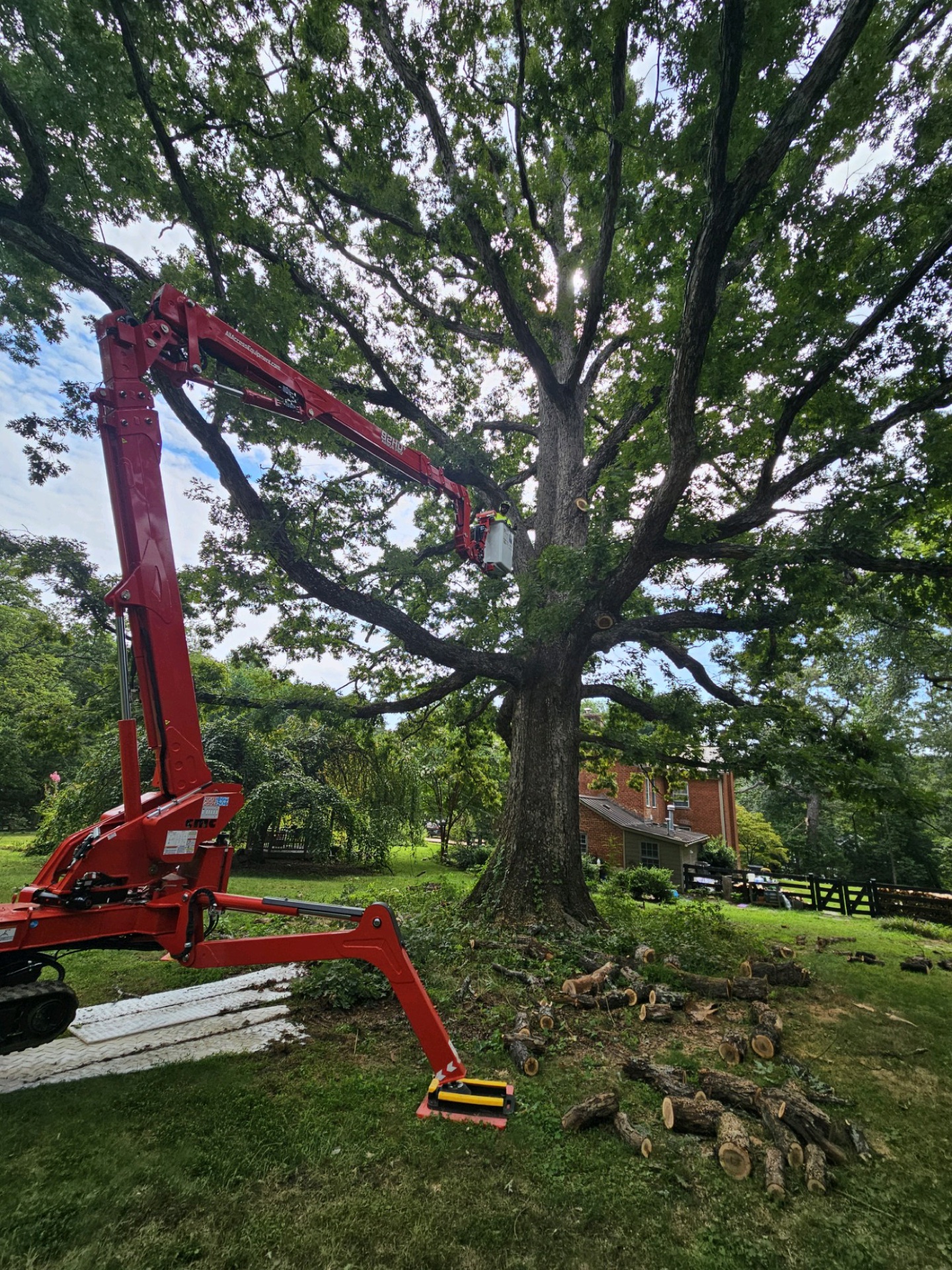 Professional tree service work