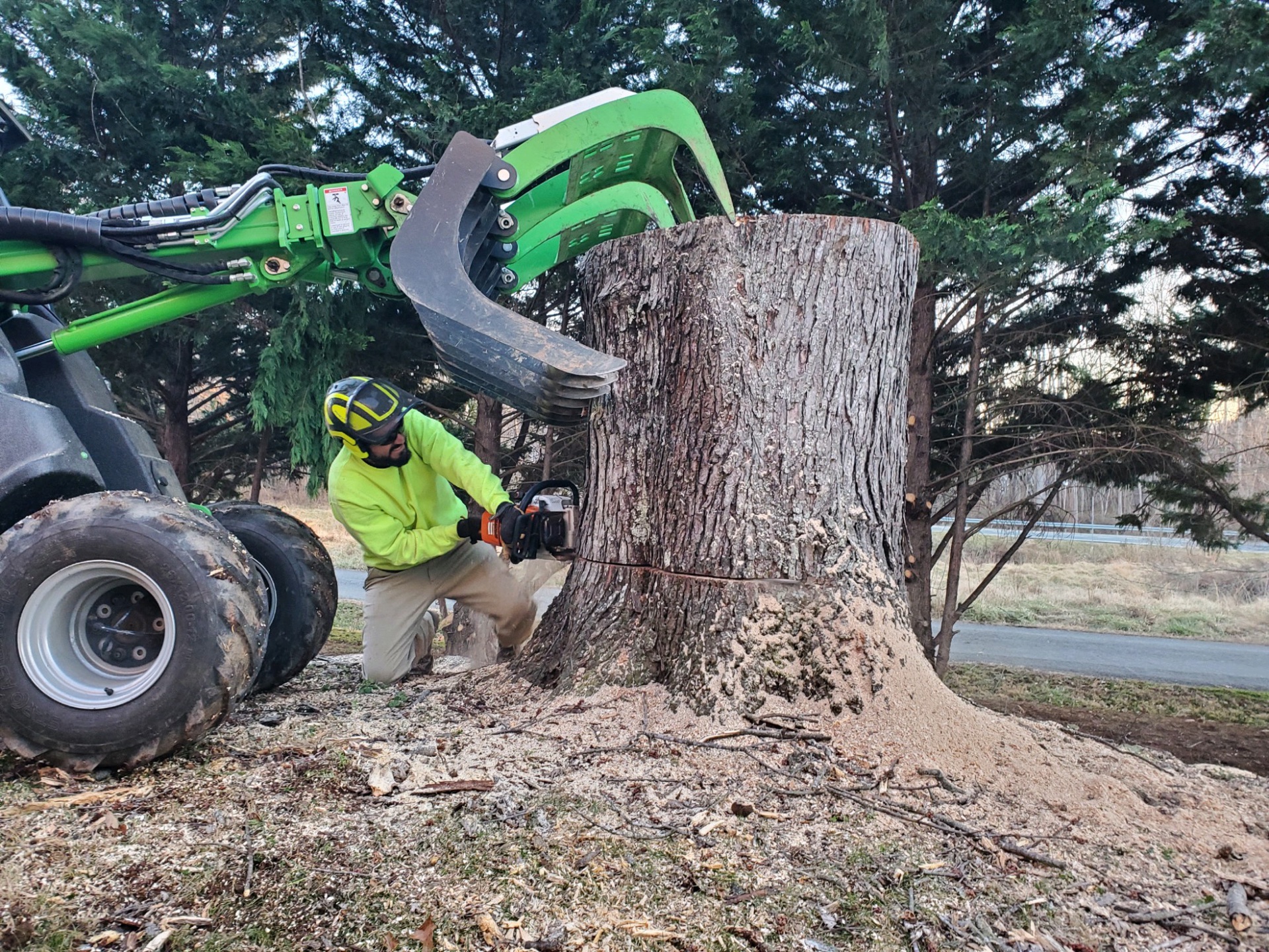 Professional tree service work