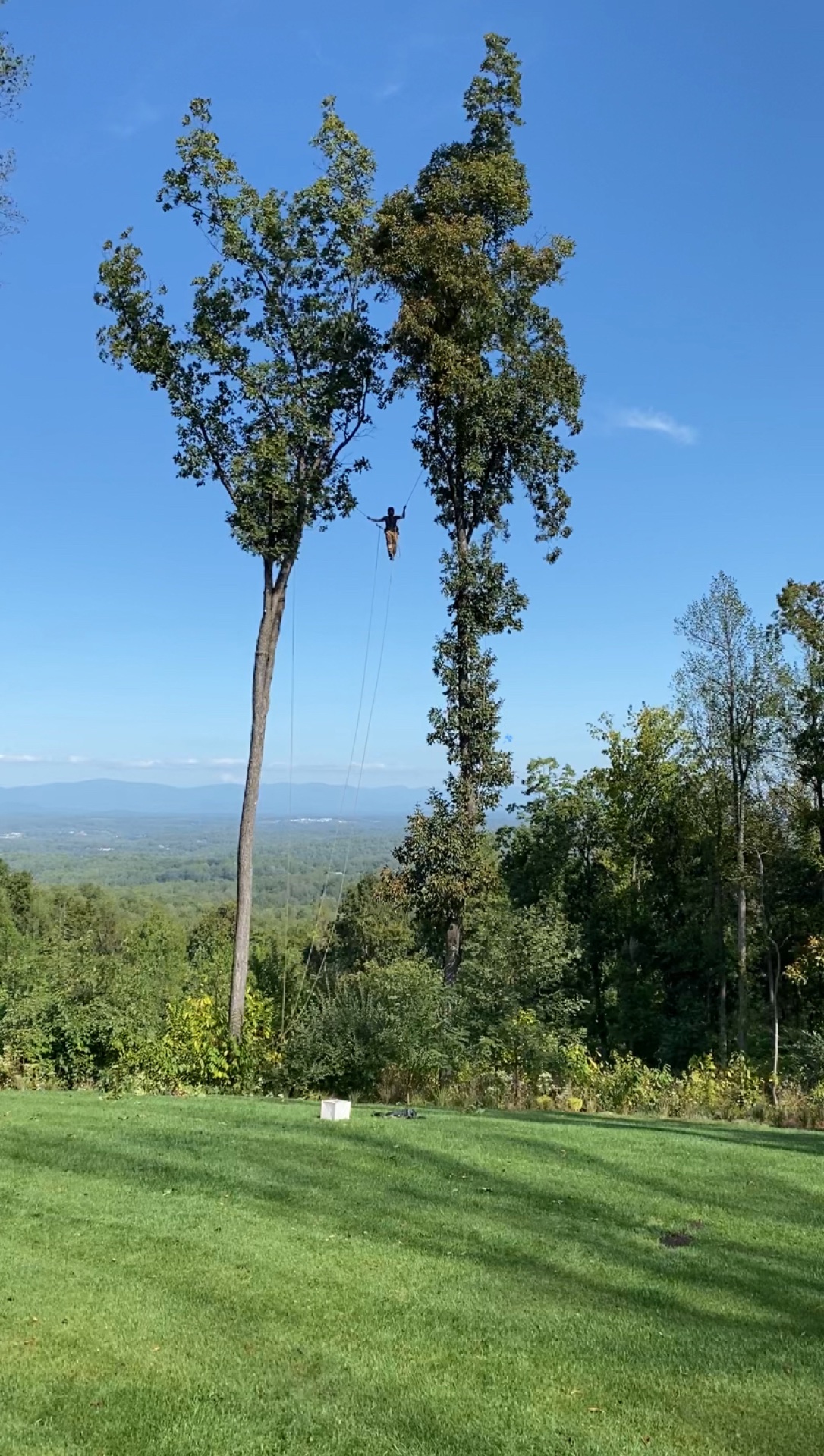 Professional tree service work