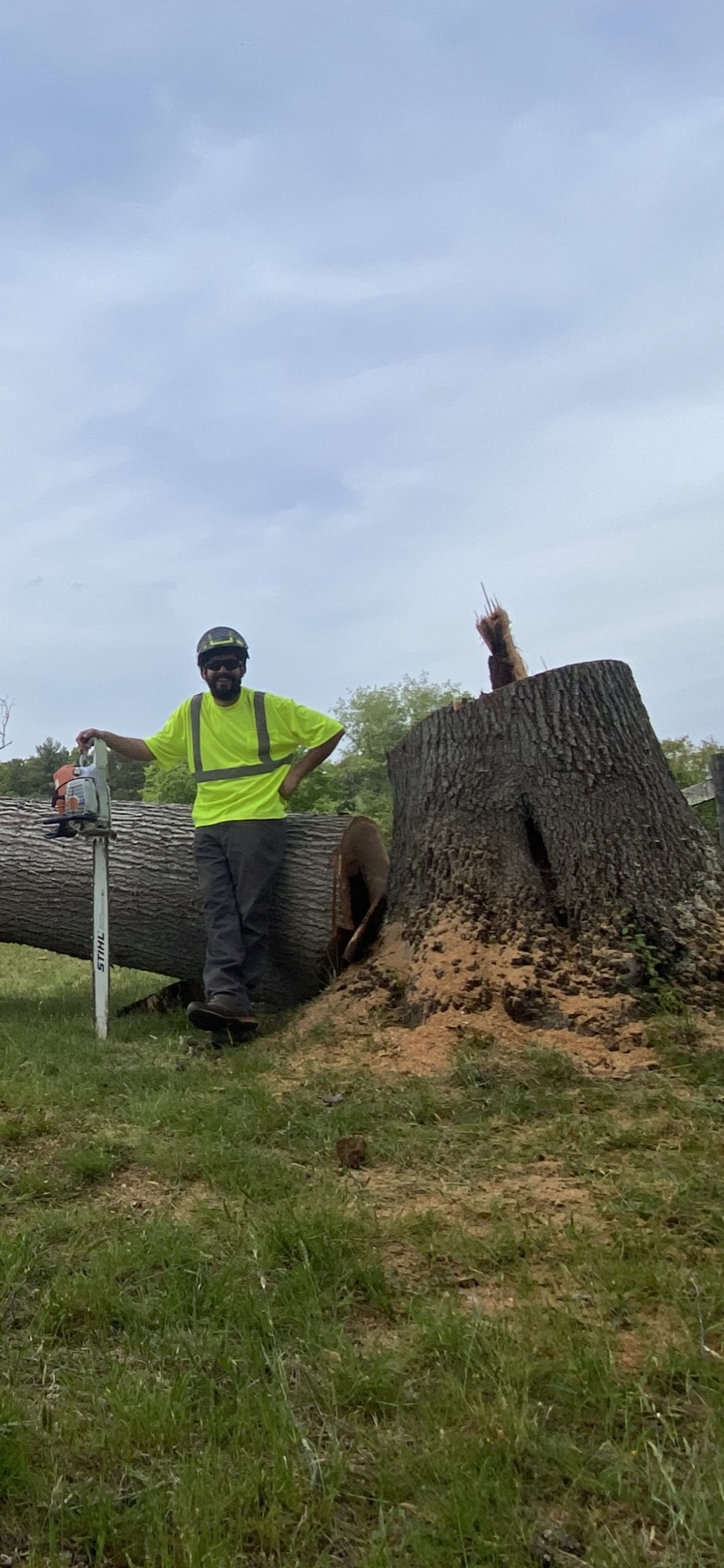Professional tree service work
