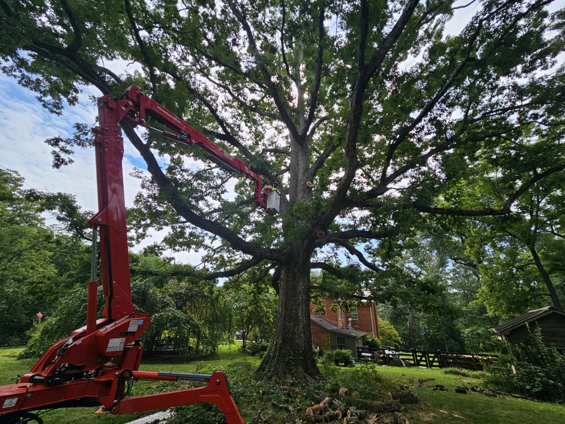 Arborist working in a large tree